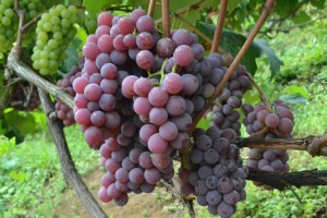 festa uva 2 - Novas mudas de uva serão distribuídas para produtores rurais em Guarapari