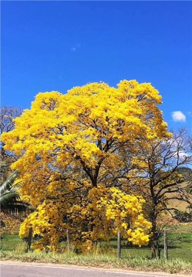 Ipês-amarelos embelezam a cidade de Alfredo Chaves 1 ipês