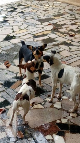 WhatsApp Image 2017 12 01 at 23.02.47 1 - Pedagoga busca por novos tutores para quatro cachorros sem lar