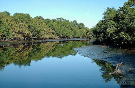 Manguezal de Muquiçaba receberá mutirão de limpeza 1 manguezal muquiçaba