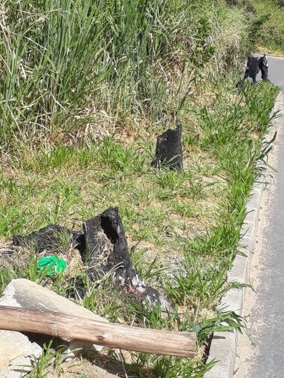 Árvores em Guarapari! 1 arvoresc