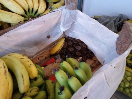cobra - Jiboia é encontrada dentro de caixa de banana em hortifruti de Guarapari