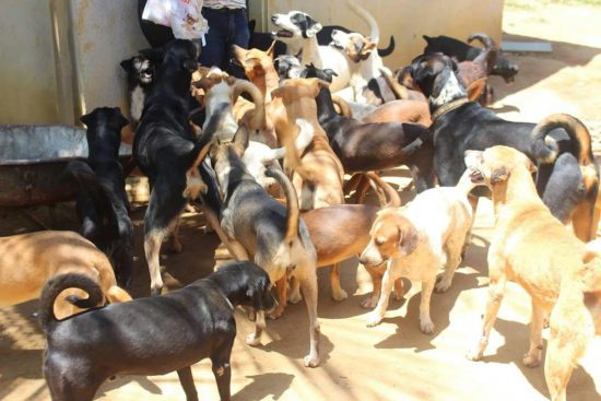 WhatsApp Image 2018 06 01 at 11.50.29 - 130 cães podem ficar sem ração neste fim de semana em Guarapari
