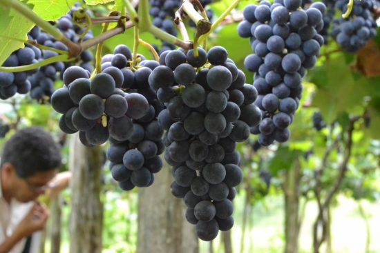 uvas - Zona Rural de Guarapari vai ganhar “Polo de Uva” ainda este ano