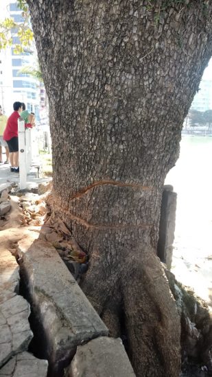 Populares paralisam corte de árvores na Prainha de Muquiçaba em Guarapari 2 árvores Prainha de Muquiçaba 2
