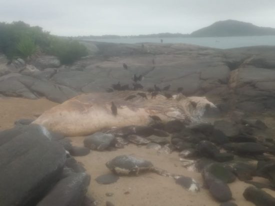 WhatsApp Image 2018 08 13 at 17.28.05 - Baleia morta deverá se decompor ao ar livre em praia de Guarapari, diz biólogo