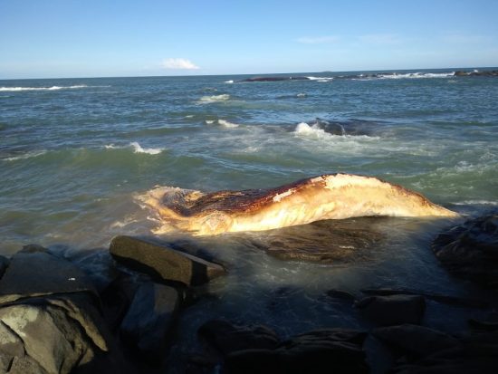 WhatsApp Image 2018 08 13 at 17.28.38 - Baleia morta deverá se decompor ao ar livre em praia de Guarapari, diz biólogo