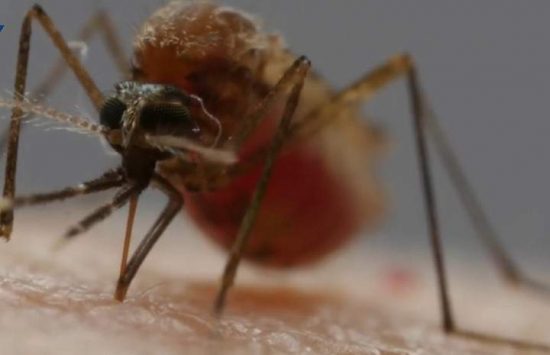 malaria - Sobe para 106 o número de casos confirmados de malária no ES