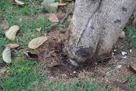 IMG 3646 - Veneno tóxico mata árvores na Rua da Marinha em Guarapari