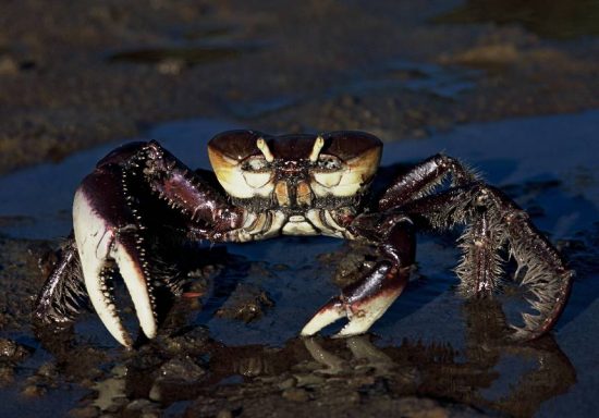 Ucides Macho 10 15 2