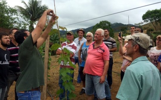 uva guarapari - Produtores de Guarapari recebem treinamento sobre cultivo de uva