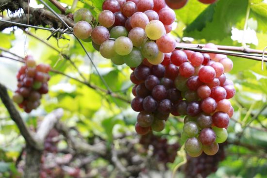 MG 7529 - Sítio em Alfredo Chaves promove visitação de plantação de uvas
