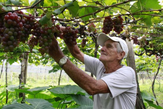 MG 7537 - Sítio em Alfredo Chaves promove visitação de plantação de uvas