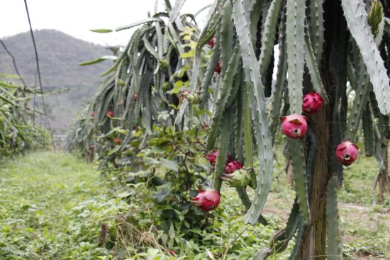 MG 7542 - Sítio em Alfredo Chaves promove visitação de plantação de uvas