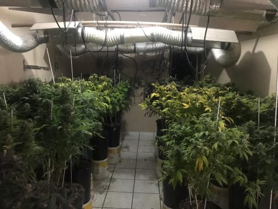 Polícia descobre cultivo de maconha no interior de uma casa em Guarapari 2 PM plantação de maconha 5