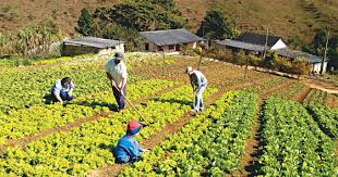 agricultura familiar - Guarapari e Alfredo Chaves são beneficiados com a sanção da Lei que regulamenta produção agroecológica e orgânica no Estado