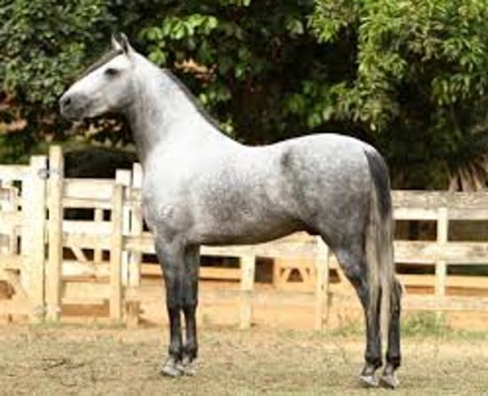 raro aquila - Feira do cavalo Mangalarga Marchador movimenta Guarapari