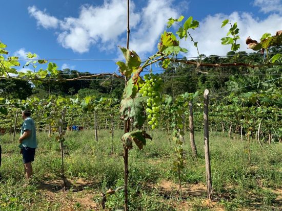 IMG 20190116 WA0001 - Projeto da prefeitura já está produzindo uvas em Guarapari