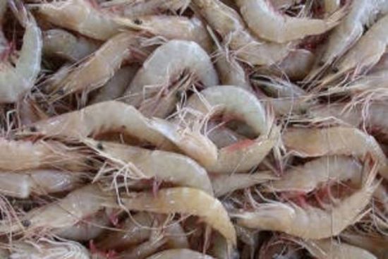 camarão - Ação da Prefeitura e PM contra venda no período de defeso apreende 35kg de camarões