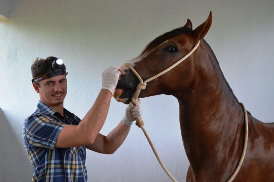cavalo mangalarga - Cavalos Mangalarga recebem tratamento antes de Feira Tríplice