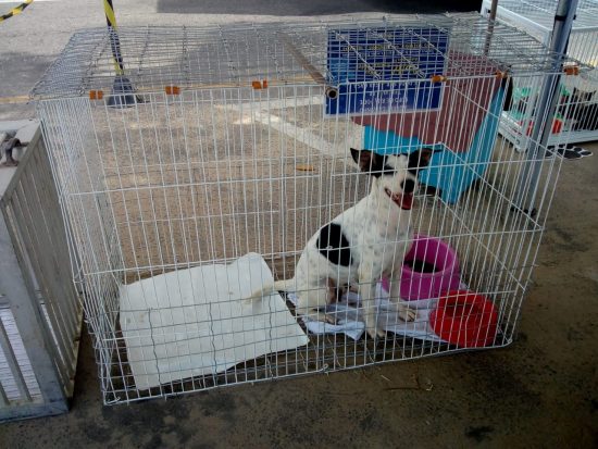 Ação em Guarapari oferece testes de saúde e feira de adoção de cães e gatos