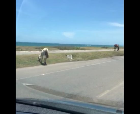 Motorista flagra cavalos soltos em pista de Guarapari