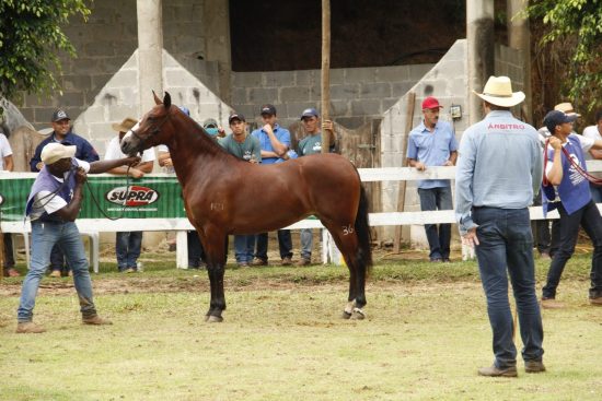 Região Serrana se prepara para maior exposição do cavalo Mangalarga do ES 1 MG 4719