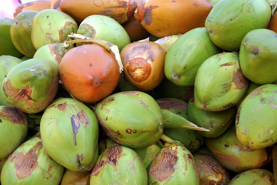 coco verde - O coco verde é bom mas a casca é um problema que pede atenção