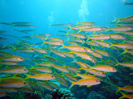 - A maior variedade de peixes do litoral brasileiro é Guarapari