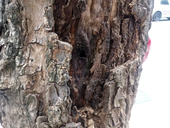 árvores mortas 6 - Crime ambiental: Nota esclarece corte de árvores no Centro de Guarapari