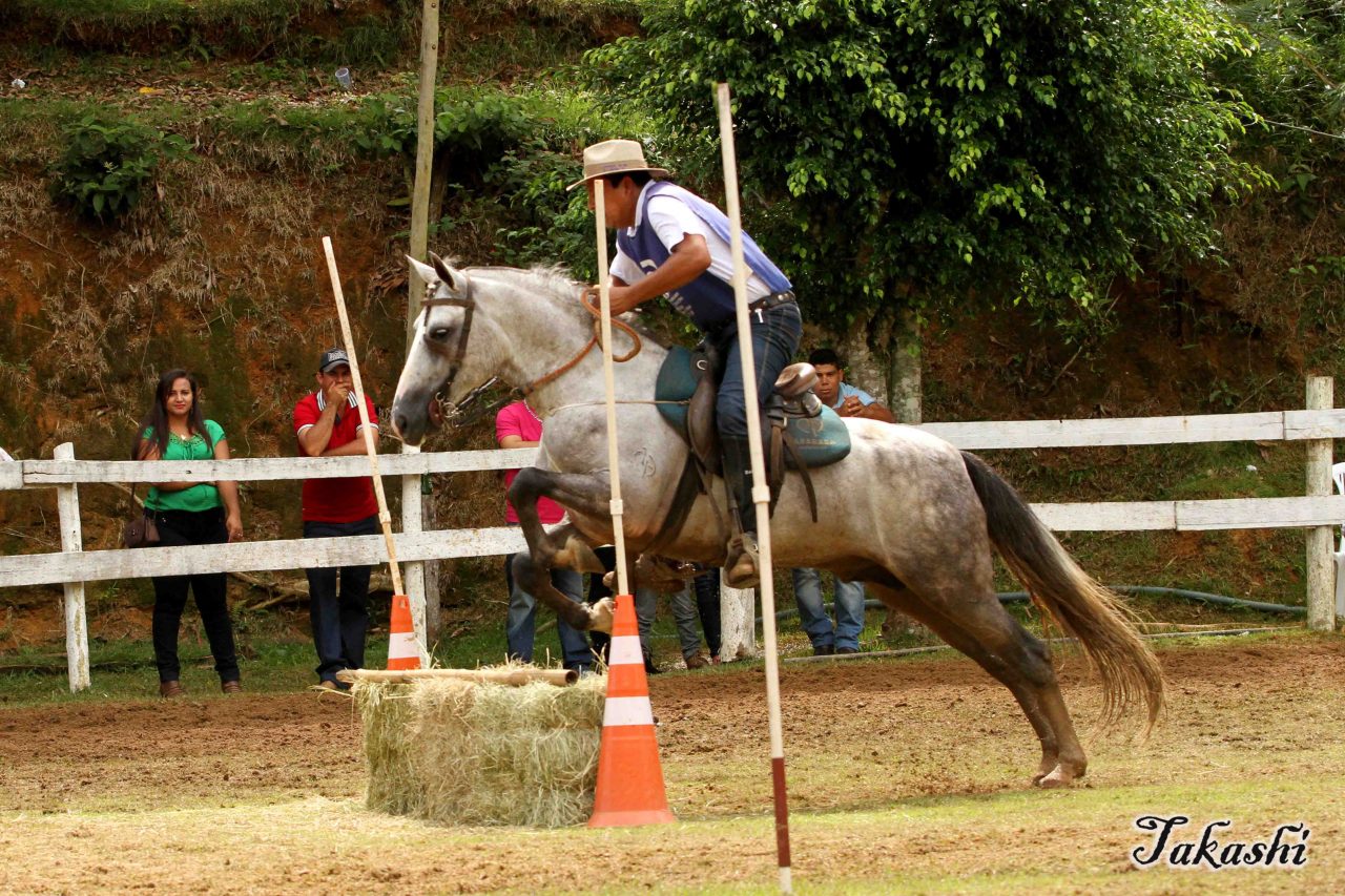 IMG 4692A - 11ª Exposição do Cavalo Mangalarga em Domingos Martins começa amanhã (03)