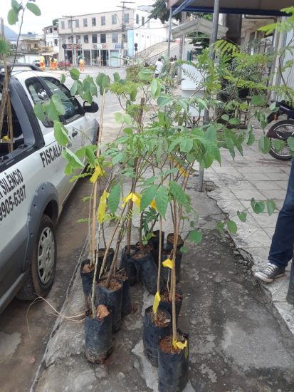 Guarapari intensifica plantio de mudas em projeto de arborização