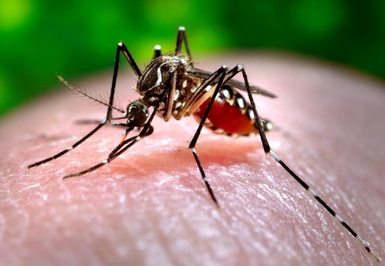 mosquito dengue - Alfredo Chaves alerta população para medidas de prevenção à dengue