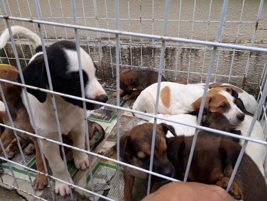cães e gatos - Amanhã (27) acontece mais uma feira de adoção de cães e gatos em Guarapari