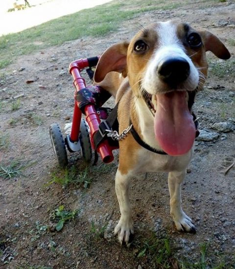 Projeto de Guarapari vende produtos para ajudar animais resgatados das ruas 4 WhatsApp Image 2019 08 03 at 11.05.39
