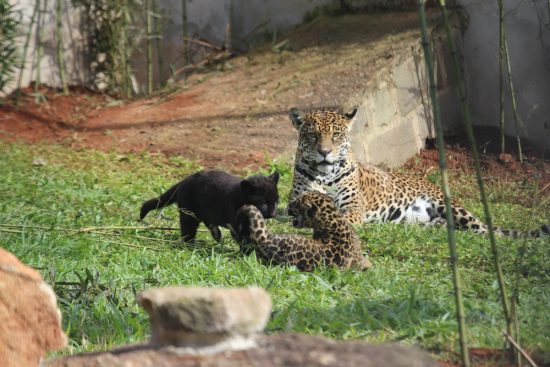 ES tem primeiros filhotes de onças-pintadas nascidos em cativeiro 3 Onça e filhotes 3