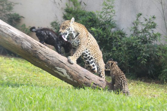 ES tem primeiros filhotes de onças-pintadas nascidos em cativeiro 2 Onça e filhotes 6