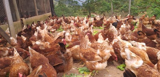 Produção de ovos caipiras é aposta da agroindústria de Guarapari