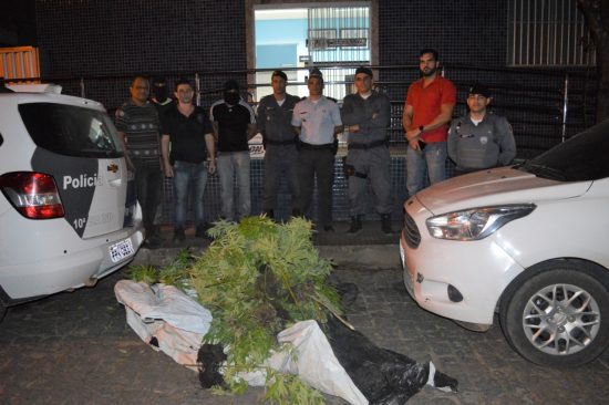 Polícia destrói plantação com mais de 300 pés de maconha em Alfredo Chaves