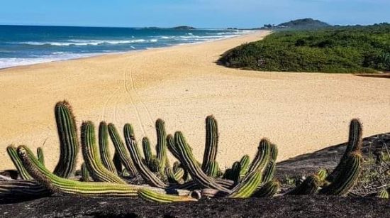 Parque Paulo César Vinha recebe plantio de mudas e limpeza de praias em Guarapari