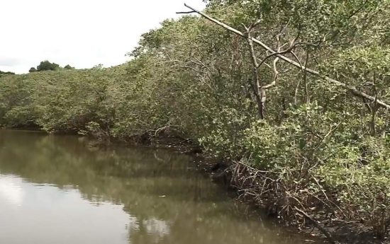 Adolescente desaparecido há três dias é encontrado morto em mangue de Guarapari