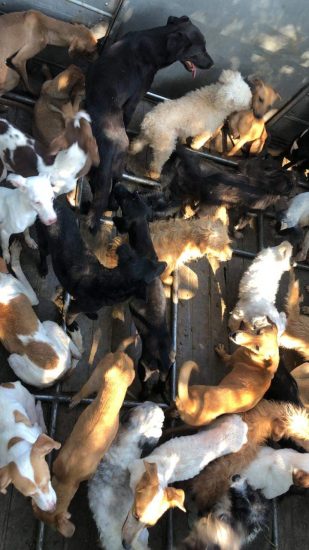 Crueldade: Polícia detém família suspeita de vender carne de cães e gatos em Guarapari
