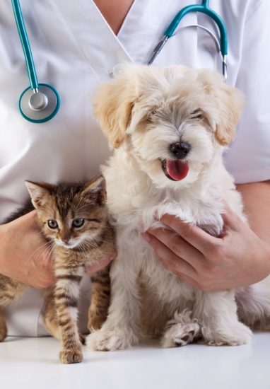 cao gato veterinario castracao - Guarapari inicia agendamento da castração de cães e gatos