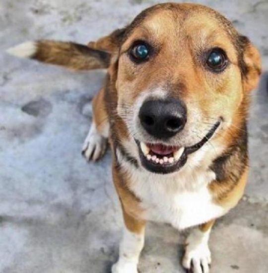 df - Feira promove adoção responsável de cães e gatos em Guarapari