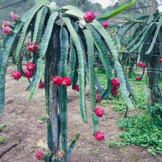 Sítio em Alfredo Chaves abre para visitação durante colheita de pitayas