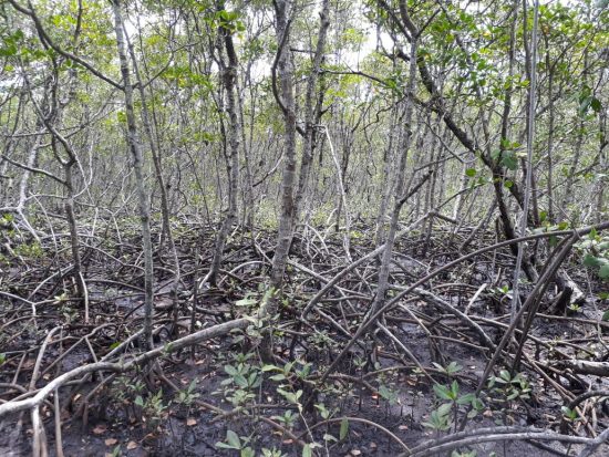 concha dostra - Alphaville Guarapari: Termo de Compensação prevê R$ 60 mil para áreas de preservação