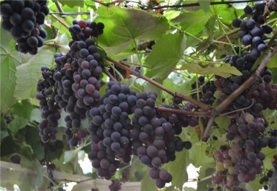 festa da uva - Tradicional festa da uva em Alfredo Chaves acontece no próximo final de semana