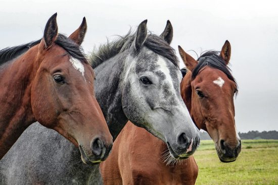 cavalos - Anchieta implanta projeto de adoção de cavalos