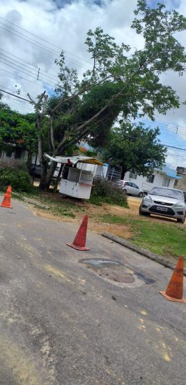 cortearvore - Poda de árvores na entrada da Prefeitura de Guarapari provoca questionamentos