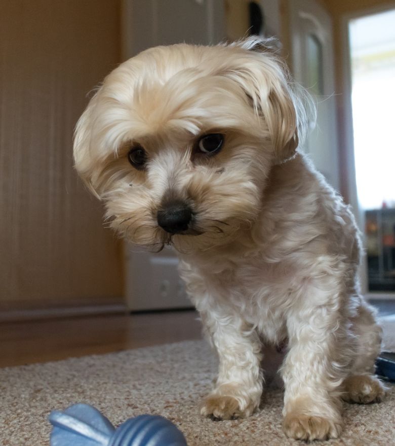 Artigo: Direito de propriedade de animais em apartamento